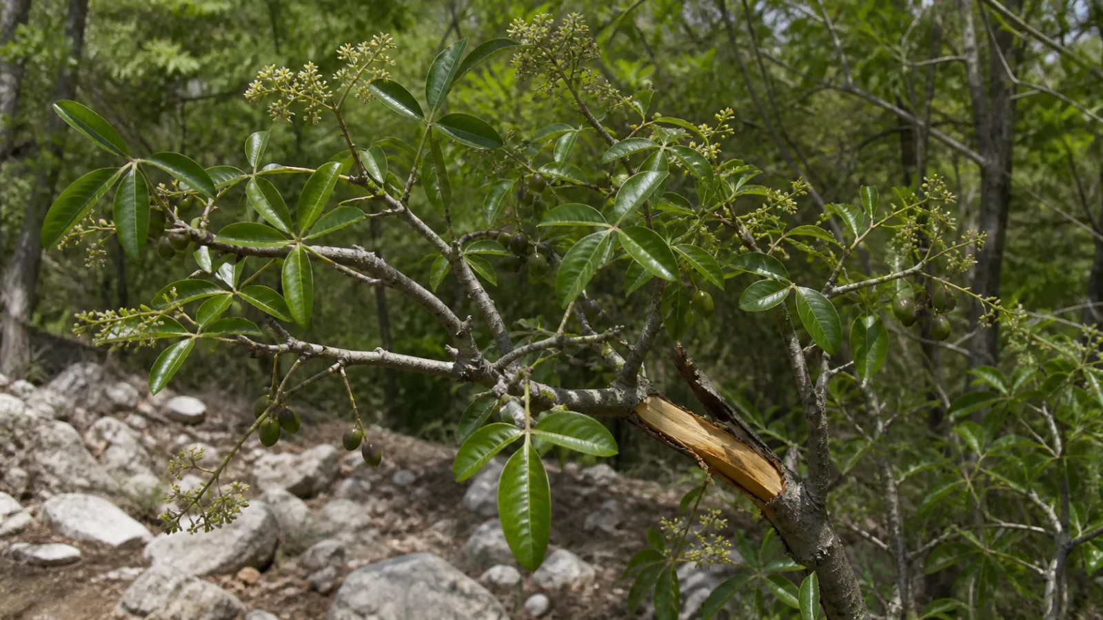 Amyris tree with glossy five-leaflet leaves, small pale flower clusters, dark oval fruits, and a naturally broken branch exposing golden wood.