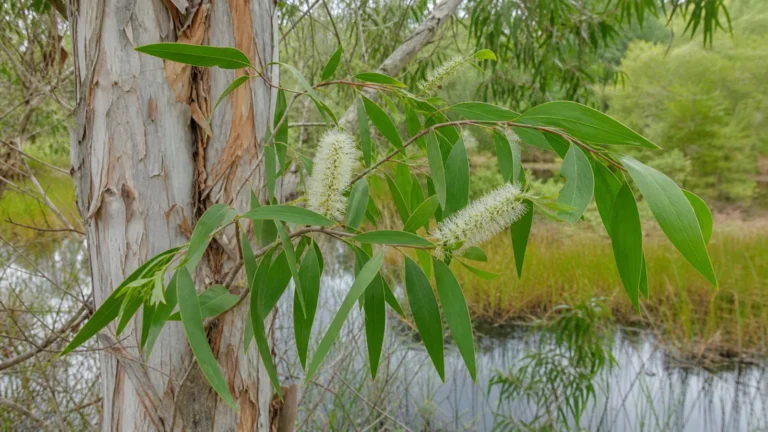 Cajeput tree with pale peeling papery bark, lance-shaped leaves, slender twigs, and creamy-white bottlebrush flower spikes beside a tropical wetland.