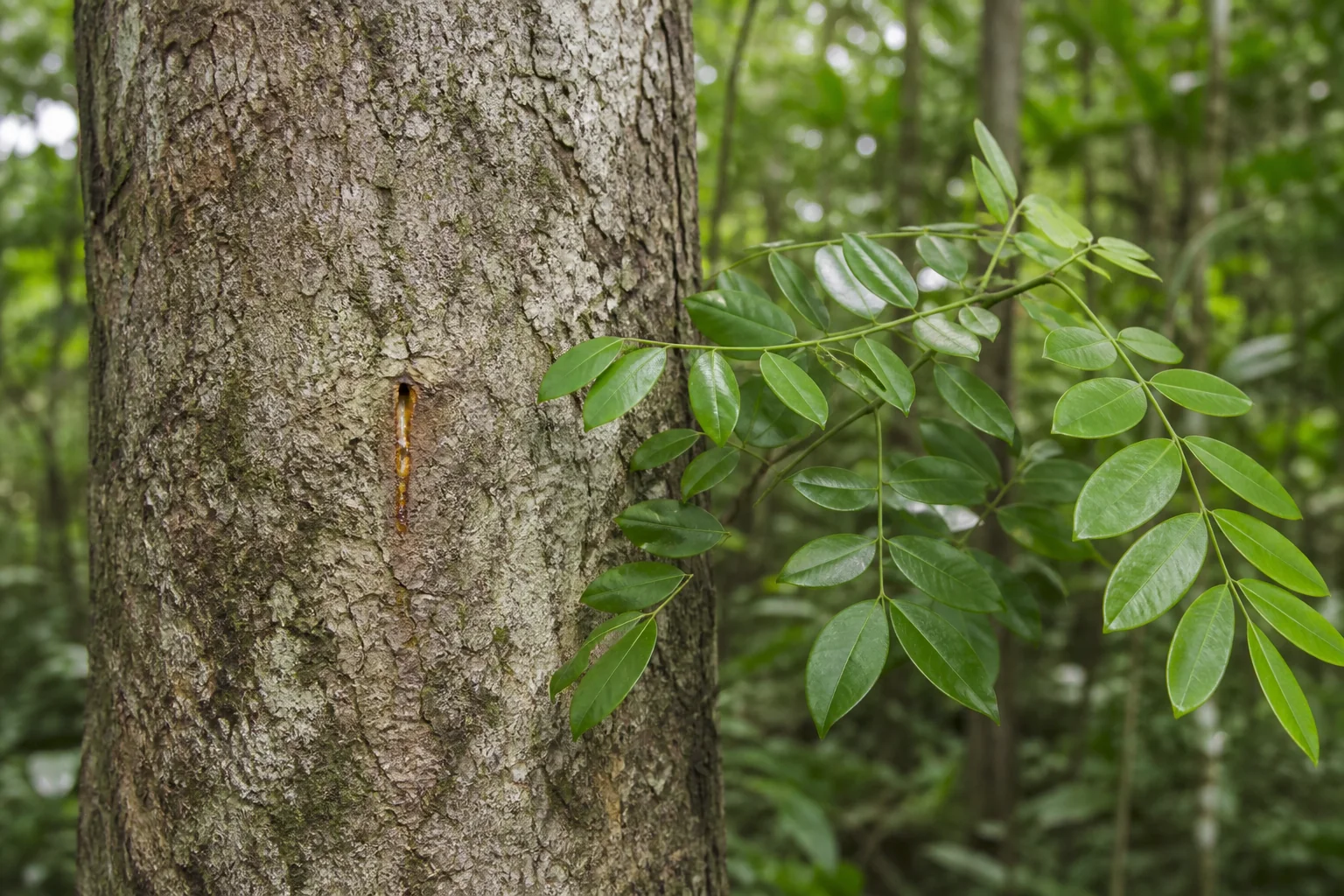 Copaiba tree trunk with a small tapping opening, a narrow trail of golden oleoresin, and pinnate leaves with paired oval leaflets.