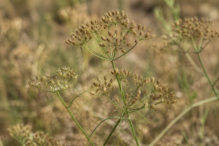 Mature cumin plant with slender stems, threadlike leaves, small umbels, and clusters of tiny narrow ribbed tan fruits.