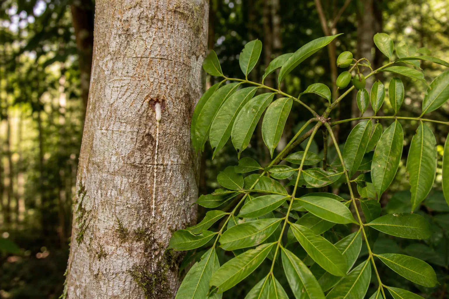Elemi tree with pale bark, pinnate leaves, small green fruits, and a modest trail of cream-white resin emerging from the trunk.