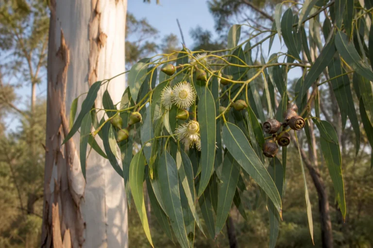 Tasmanian blue gum branch with long sickle-shaped leaves, capped flower buds, cream-white flowers, and woody gumnut capsules.