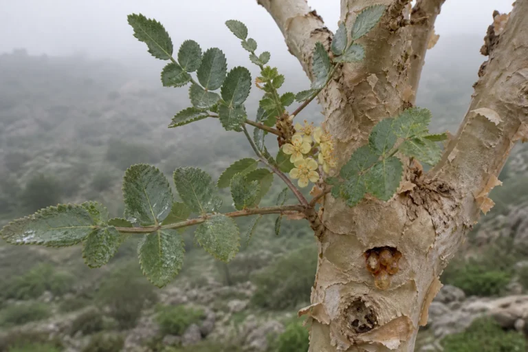 Close view of peeling frankincense bark with pinnate leaves, small cream flowers, and hardened amber resin tears in coastal mist.