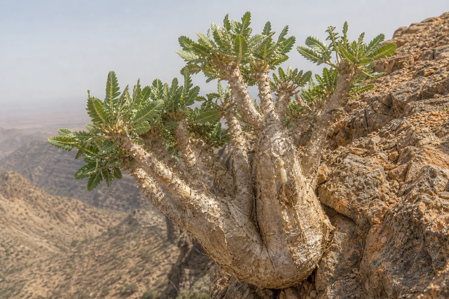 Rugged frankincense tree with a swollen base, peeling bark, pinnate leaves, and amber resin tears on an arid rocky cliff.