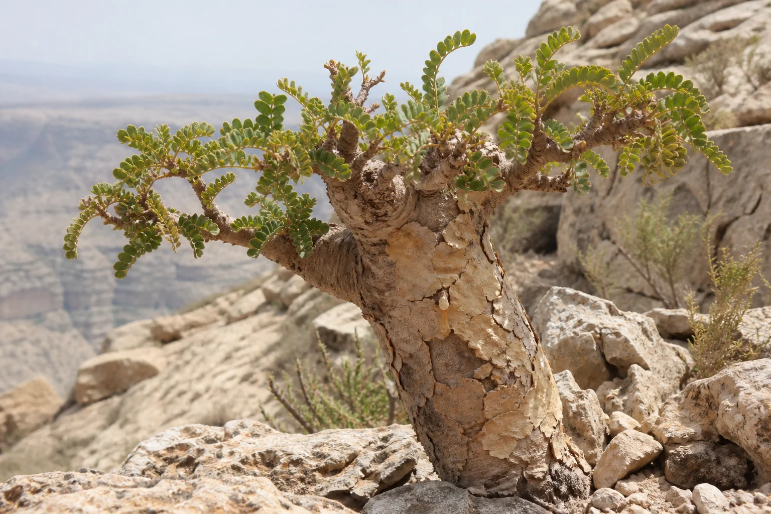 Boswellia frereana growing from Somaliland limestone with a twisting pale trunk, rounded pinnate leaflets, and a small bead of resin.