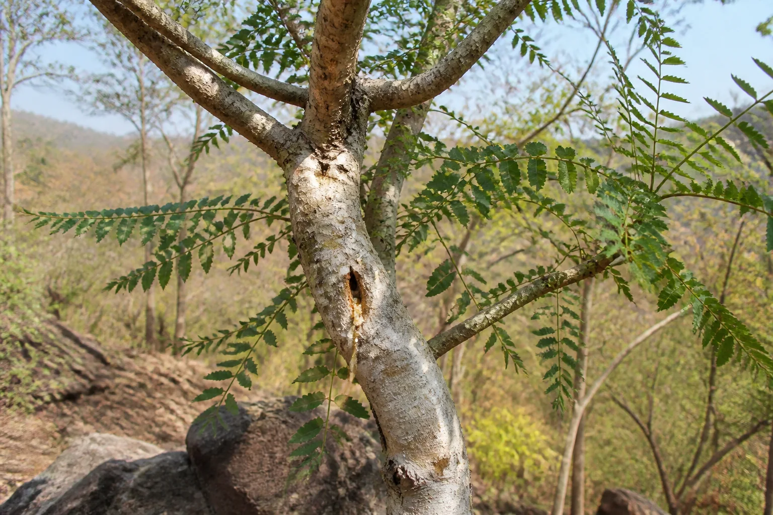 Boswellia serrata in an Indian dry forest with pale peeling bark, long pinnate leaves of serrated leaflets, and a modest resin bead.