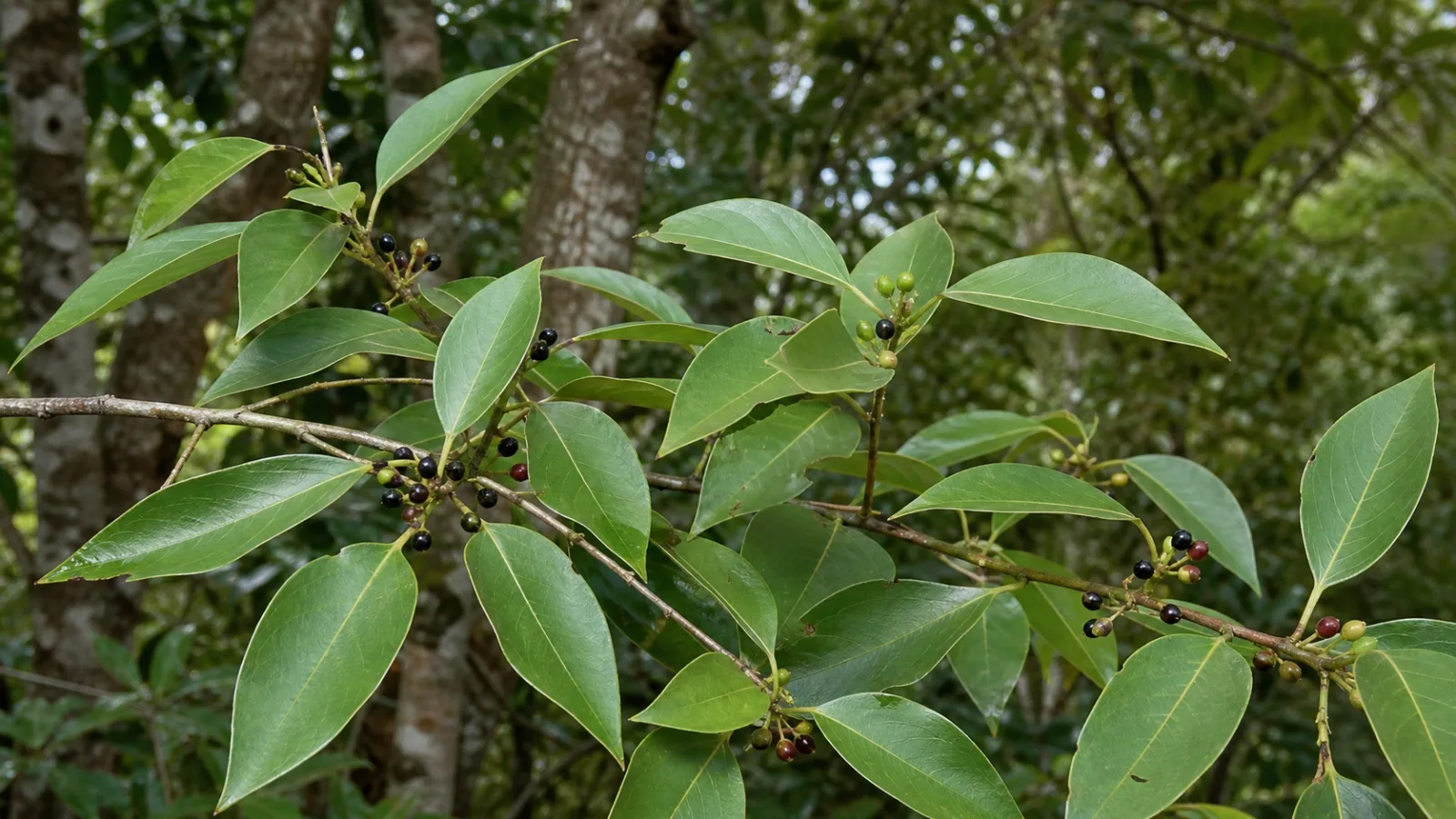 May Chang branch with pointed green leaves and clusters of tiny green, red, and black fruits.