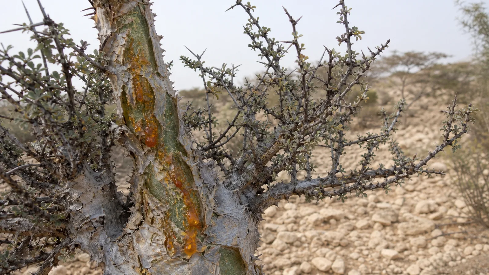 Thorny myrrh tree with peeling silvery bark, sparse gray-green leaves, and amber gum-resin emerging from the trunk.
