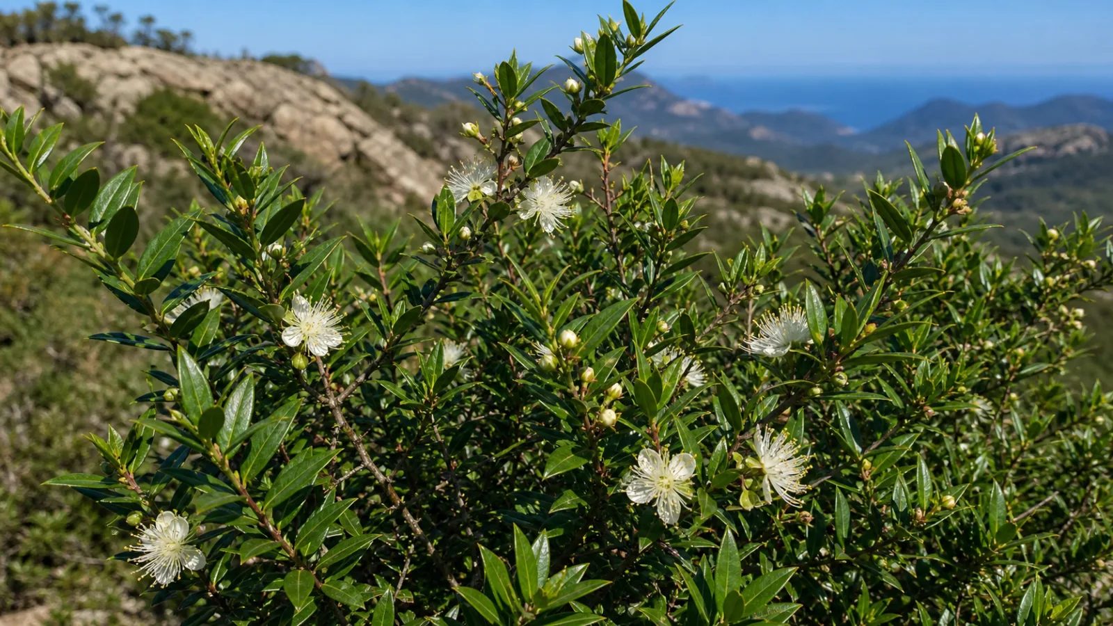 Common myrtle shrub in Corsican scrub with dense glossy green leaves and solitary white flowers.