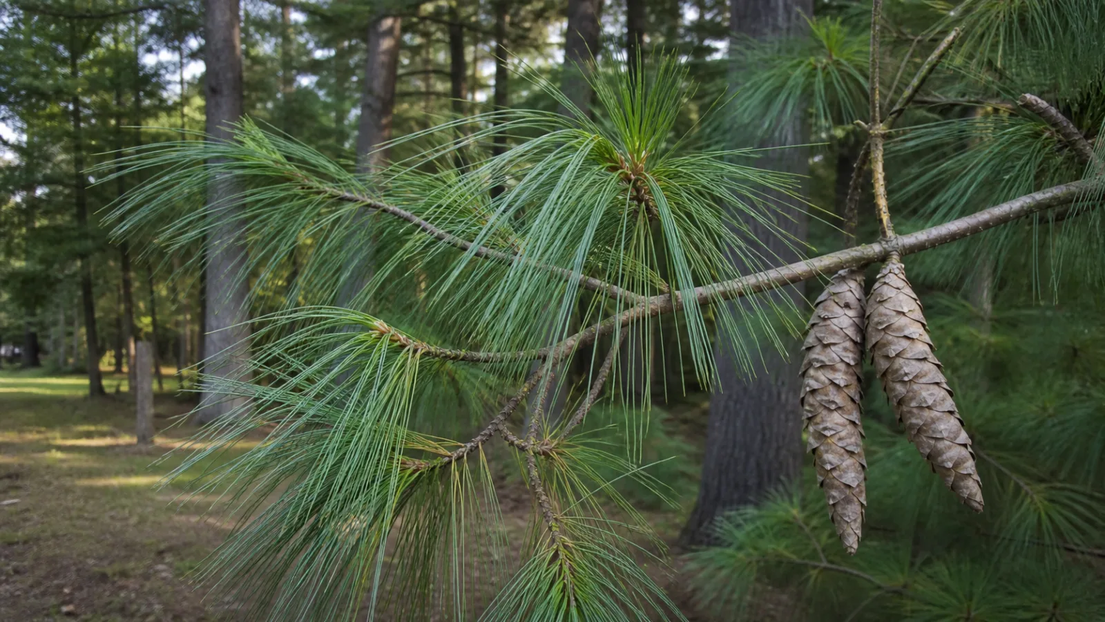 Eastern white pine branch with soft blue-green needles and two long slender hanging cones in a woodland setting.